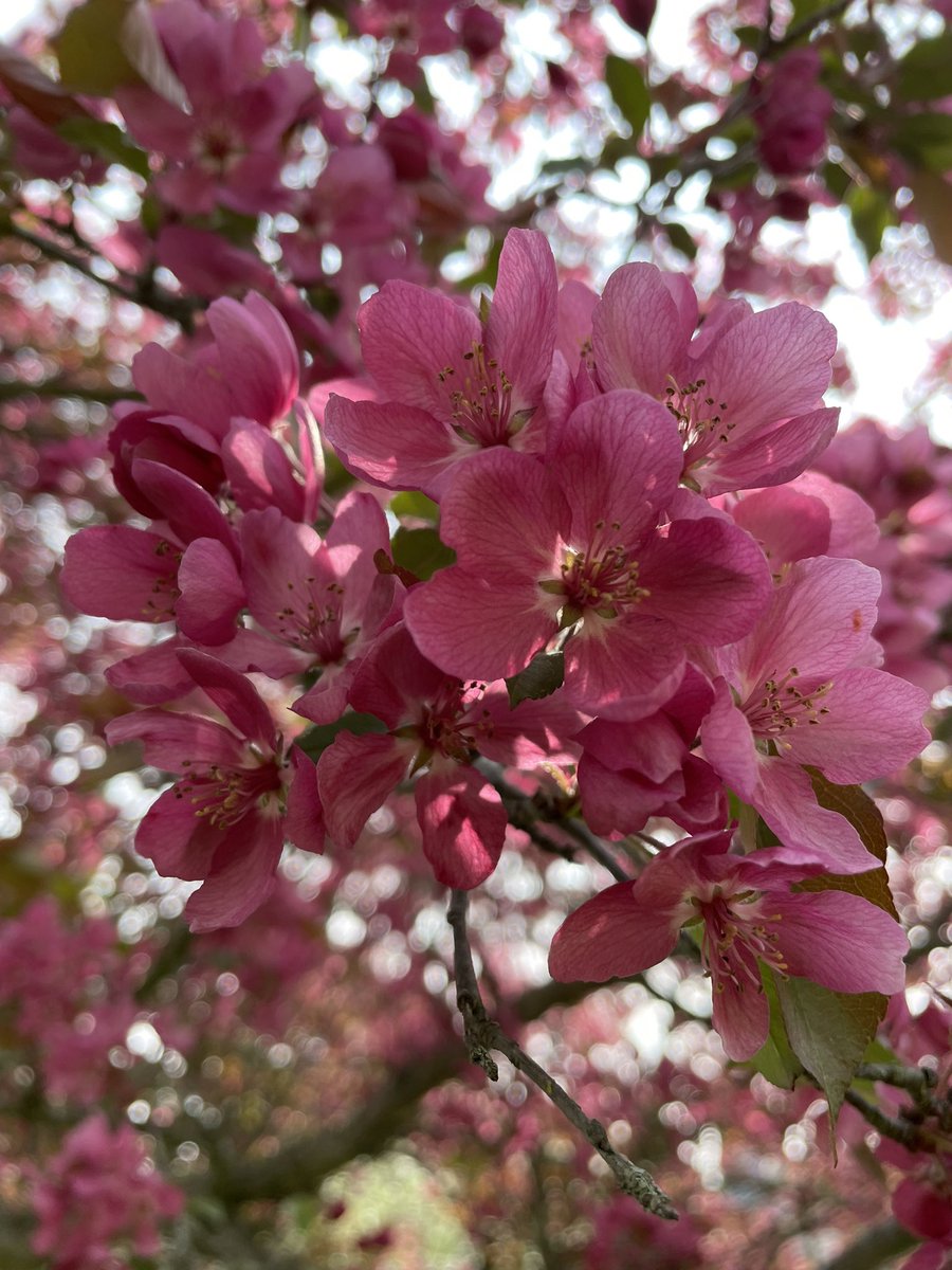 JKendrickAuthor's tweet photo. Trees in bloom!
#spring #treeblossom #blossom https://t.co/aqEeG8bJ3A
