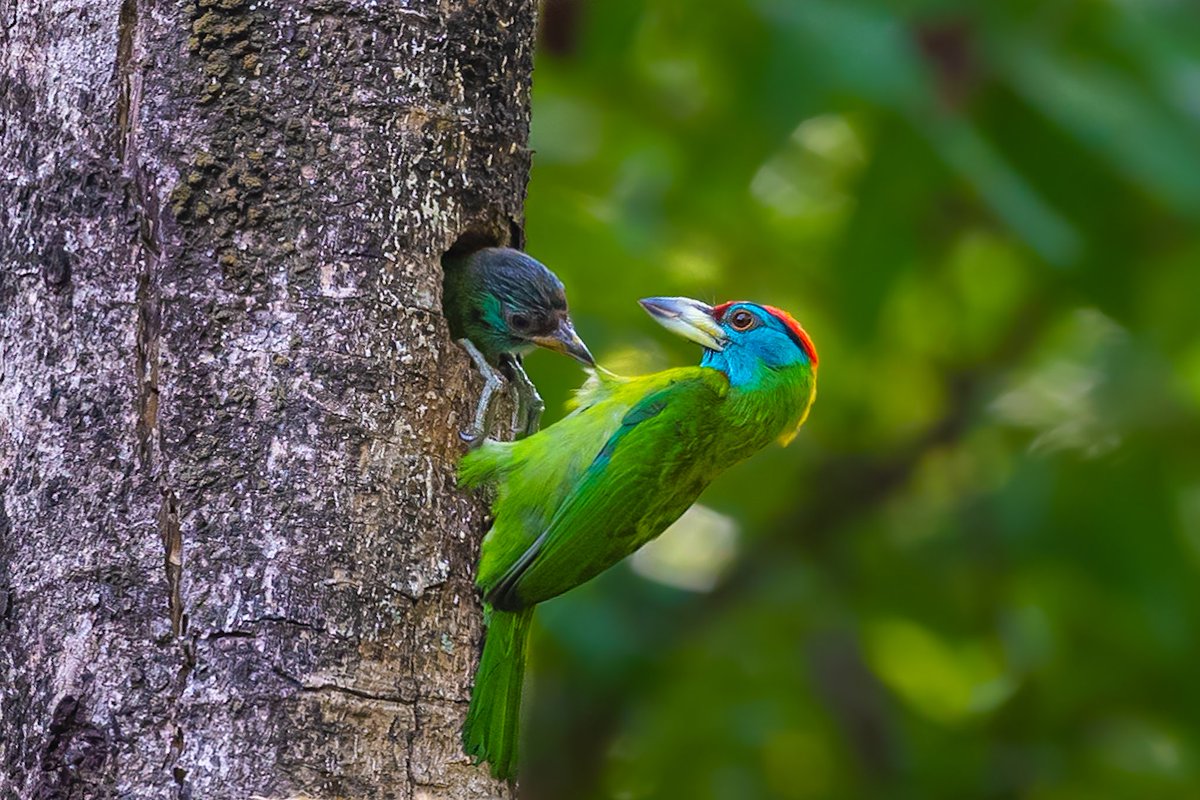 Today is #InternationalDayOfFamilies and here a baby barbet in playful mood with parents and pulling the integument of parent. 

Bird ID :  Blue-throated barbet.
Image taken on 15.5.23
Location  : Kolkata, India. 
#IndiAves #natgeoindia #NatGeo #BBCWildlifePOTD  #ThePhotoHour