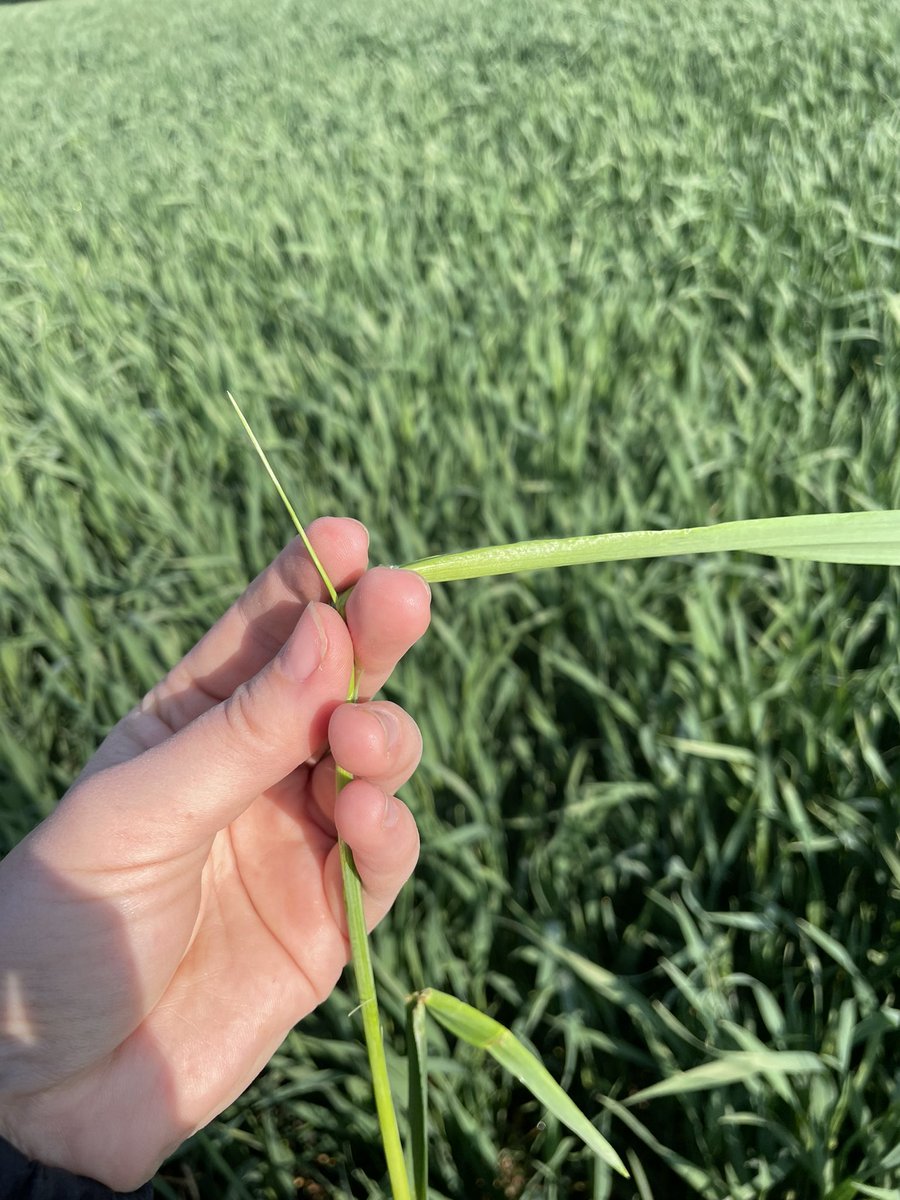 Michelle Durnin tweet media