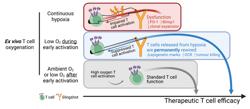 pedrocunha37's tweet photo. It’s finally out 🎉! Our study on how low oxygen levels sensed by CD8+ T cells during activation modulate T cell function and can be harnessed to improve immunotherapeutic efficacy @eLife https://t.co/K1GFED3pig. Here's the tweetorial ⬇️⬇️⬇️(1/n) https://t.co/iqX6PUSw1i