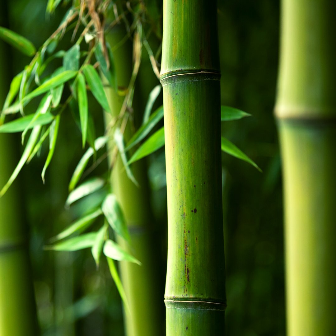 Honeycomblux's tweet photo. Fun bamboo facts coming your way! 

There are over 1,000 different species of bamboo. Some are giant, reaching heights of up to 30 meters (98 feet), while others are tiny, growing to just a few centimeters tall. So cute!

Bamboo is also an incredibly sustainable material. It's fa https://t.co/tq9Z9zVXgN