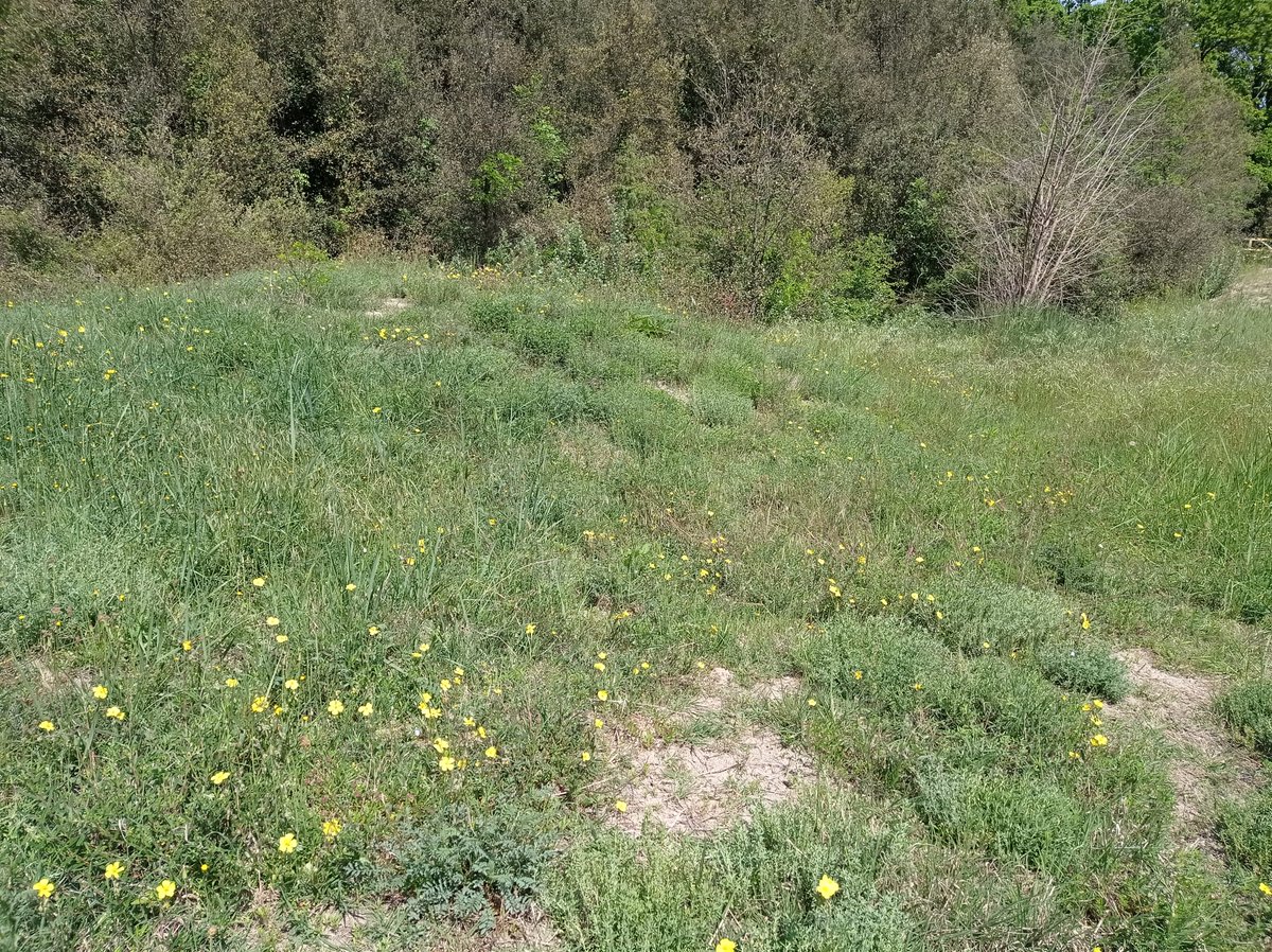 LIFE_REDUNE's tweet photo. ...e da Bosco Nordio, la fioritura di Helianthemum, su duna Redune, in mezzo ai "cespugli" di Teucrium. PURE POESIA!
#BoscoNordio @VenetoAgricoltura @CaFoscari @LIFEprogramme   #dune #piùdunabuonaidea #erbaceeperenni https://t.co/LTafZ7ML6m