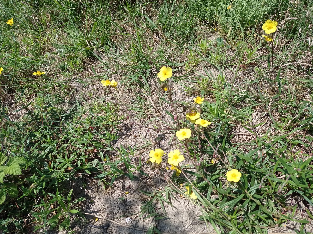 LIFE_REDUNE's tweet photo. ...e da Bosco Nordio, la fioritura di Helianthemum, su duna Redune, in mezzo ai "cespugli" di Teucrium. PURE POESIA!
#BoscoNordio @VenetoAgricoltura @CaFoscari @LIFEprogramme   #dune #piùdunabuonaidea #erbaceeperenni https://t.co/LTafZ7ML6m