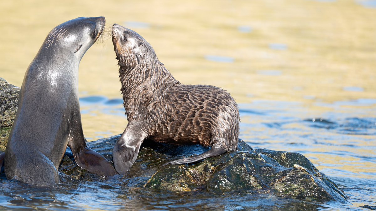 Let us celebrate all the mothers out there for the amazing work they do, whether they are nurturing their young, protecting their species, or simply providing us with endless moments of joy and beauty. 🐧
 
Happy Mother's Day!
 
#ExperienceWithUs #AlbatrosExpeditions #MothersDay