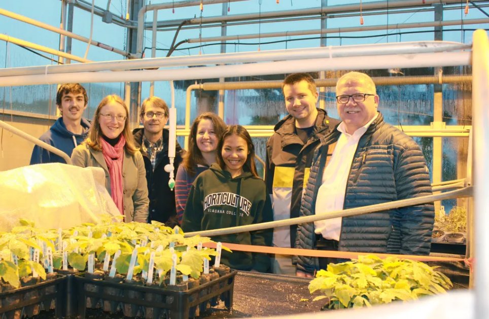 NCResearchInnov's tweet photo. We're celebrating #CIW23! Today's theme is #InnovateForThePlanet
A course-based project we worked on with @amahort back in 2019 conducted research trials using the RootSmart™ propagation tray system to help grow healthier white oak seedlings.🌳
https://t.co/2zNLG7Nj9A https://t.co/5qsrW9YgFk