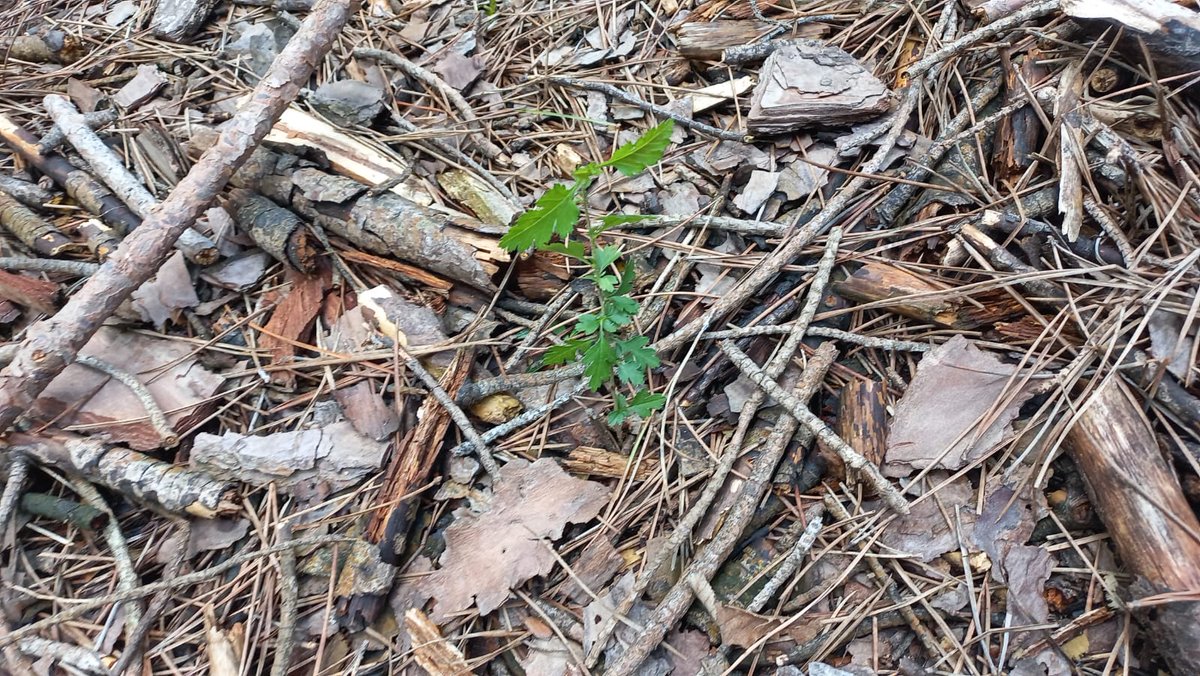 LIFE_REDUNE's tweet photo. Effetto dei #diradamenti...le #piantine  piccole di #arbusti  delle foto sono nate da sole in un'area dove c era solo rovo nel #sottobosco ....
@CaFoscari  #BoscoNordio @VenetoAgricoltura @LIFEprogramme  @LNatura2000 https://t.co/lD9d04KgAq