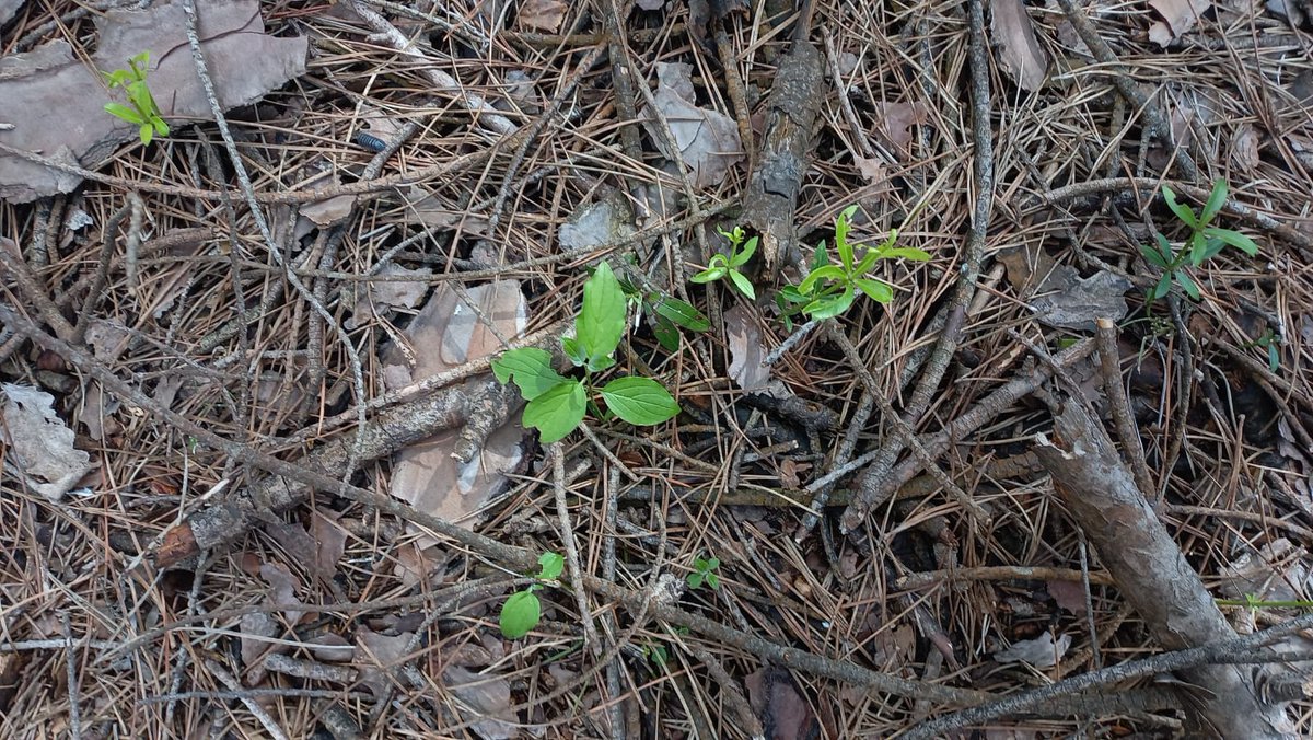 LIFE_REDUNE's tweet photo. Effetto dei #diradamenti...le #piantine  piccole di #arbusti  delle foto sono nate da sole in un'area dove c era solo rovo nel #sottobosco ....
@CaFoscari  #BoscoNordio @VenetoAgricoltura @LIFEprogramme  @LNatura2000 https://t.co/lD9d04KgAq