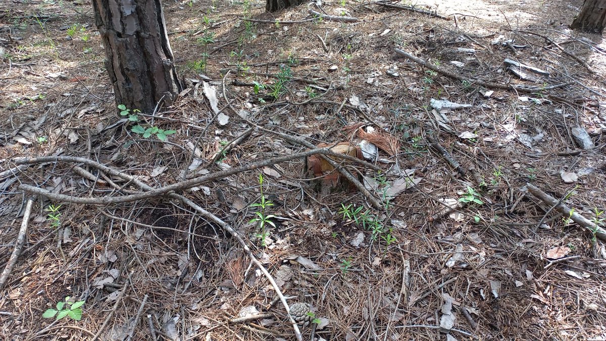 LIFE_REDUNE's tweet photo. Effetto dei #diradamenti...le #piantine  piccole di #arbusti  delle foto sono nate da sole in un'area dove c era solo rovo nel #sottobosco ....
@CaFoscari  #BoscoNordio @VenetoAgricoltura @LIFEprogramme  @LNatura2000 https://t.co/lD9d04KgAq