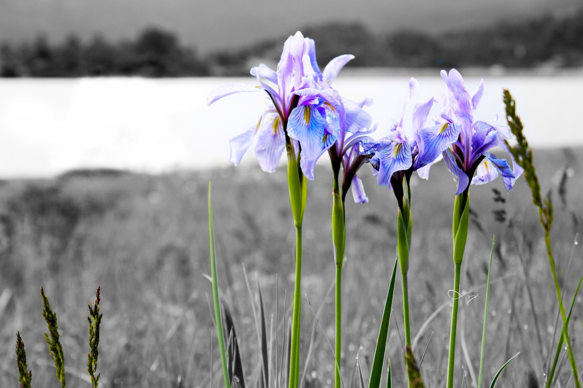 Wild Montain Iris #RockyMountains #MountainIris #wildflowers #DigiArt #twitterartists #fineartamerica #artdistrict #ayearforart #art #ArtistOnTwitter