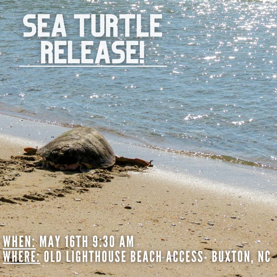 ❕TOMORROW ❕ May 16th at 9:30 a.m. we will be releasing six of our STAR center sea turtle patients. There will be one loggerhead, one Kemp's Ridley and four green sea turtles. The public is welcome to come watch these turtles return to the sea! 🌊 🐢  #NCAquariumRI #OuterBanksNC