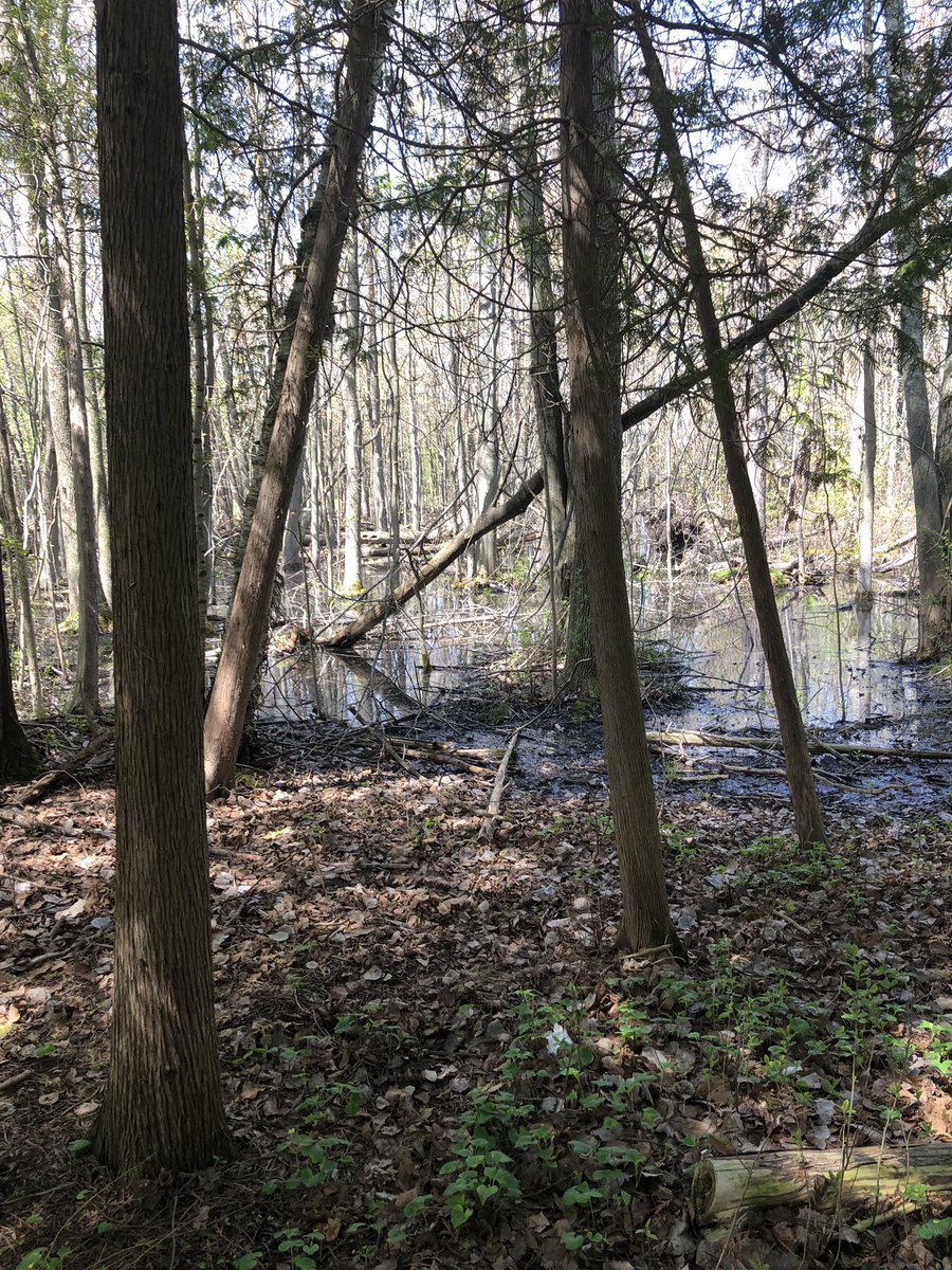 CollingwoodJays's tweet photo. Watch out for the Rodents Of Unusual Size (R.O.U.S.s) Koda!!! #fireswamp https://t.co/jd0DTrXkNf