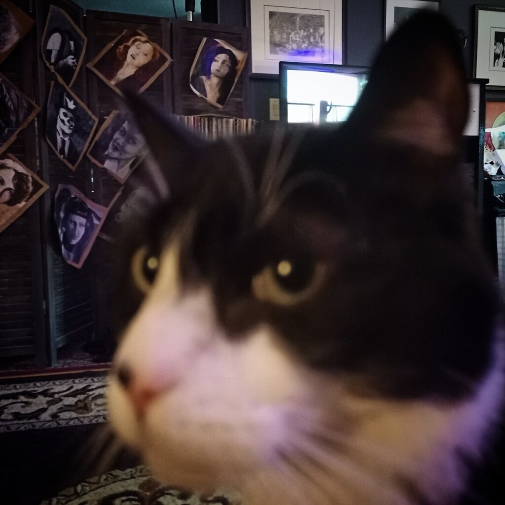 MichaelBarrick's tweet photo. Lord Malenky Antonio Tharsis Michaelsson, the Baron von Mauwsenkützen, Captain Whitepants of the dread Zeppelin Tharsis and Knight of the Purple Order has his expensive dentist appointment this Friday. While not as adept at disappearing as Vidma (being a… https://t.co/8NjsZZBF6E https://t.co/WrJq82UYOZ