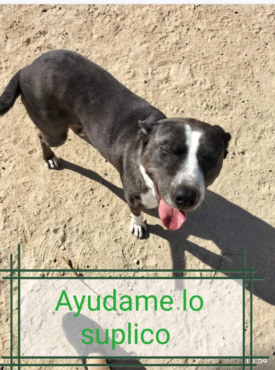 SilviaMylo's tweet photo. 🛑 *SACRIFICIO INMINENTE*🛑

Los matan en https://t.co/ku43gMBoDM.antequera

 Puedes ayudar algunos por favor

 *☎️Urgente* *627 75 87* *47* https://t.co/CBCQKHMtfg