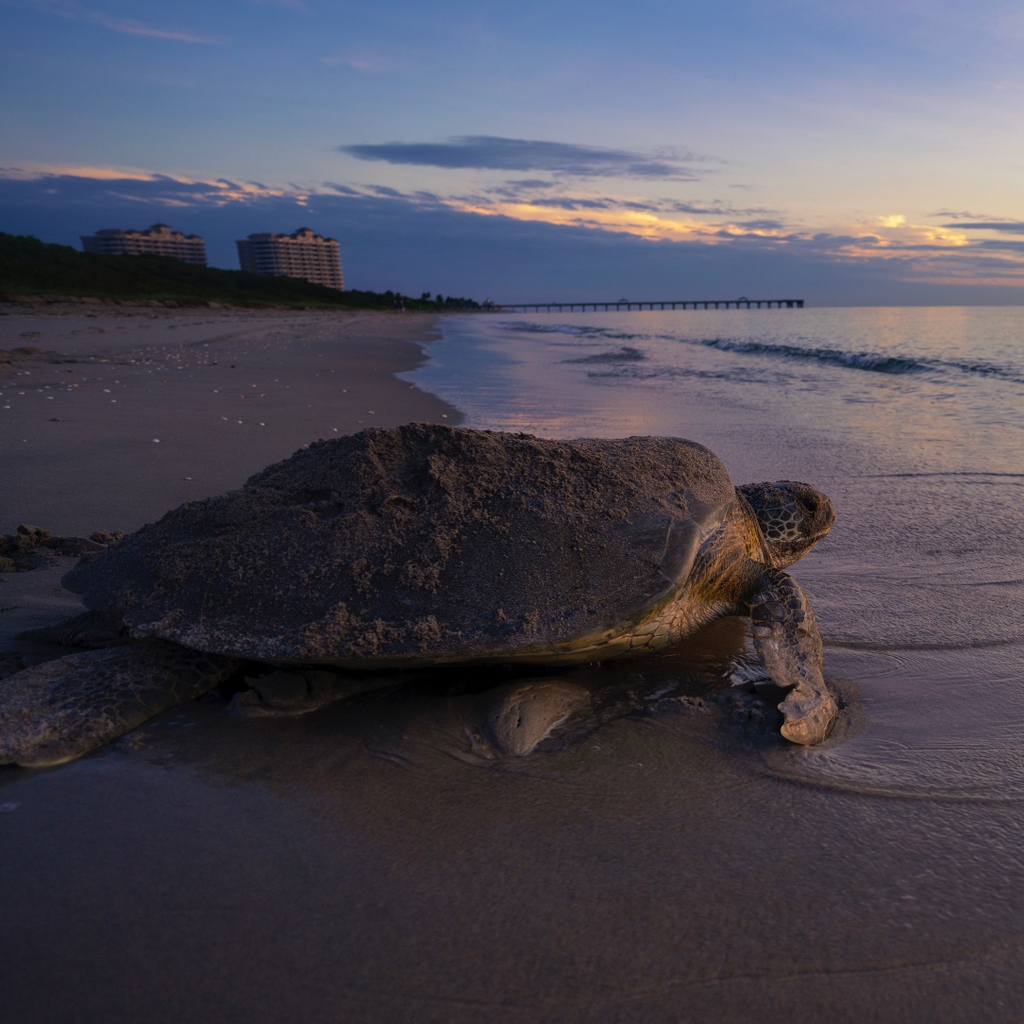 LMC’s research department documented our first two green sea turtle nests for the 2023 season in Tequesta this weekend! As of today, we are at 117 leatherback nests, 1,318 loggerhead nests, and 2 green sea turtle nests.