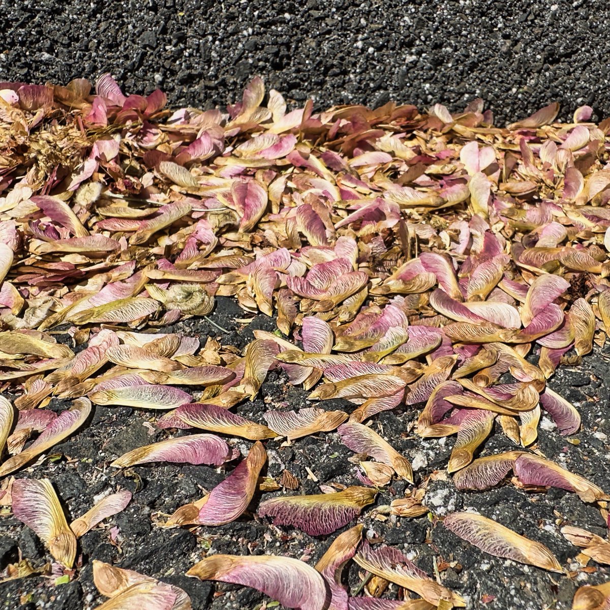 mchesner's tweet image. Helicopter seeds (maple tree seeds) are taking over out neighborhood. I've rarely seen such a HUGE crop of them; we can't go into or out of the house without some blowing in! #mapleseeds #helicopterseeds #TrumbullCT