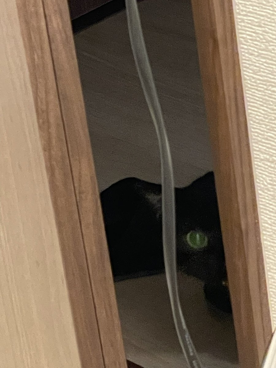 mugitanyanko's tweet photo. 深淵を覗く時深淵もまたこちらを覗いている
を体現してくる猫 https://t.co/9ezKxw2tDg