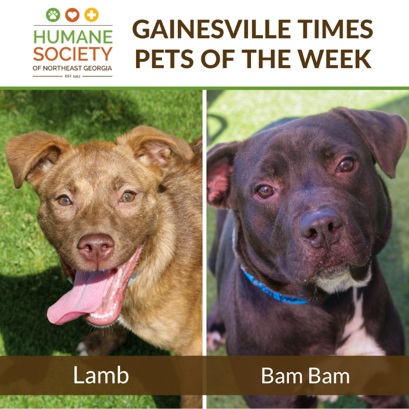 HSNEGA's tweet photo. Meet Lamb and Bam Bam, the Pets of the Week featured in the Gainesville Times this week! https://t.co/K9DuKP6gu7