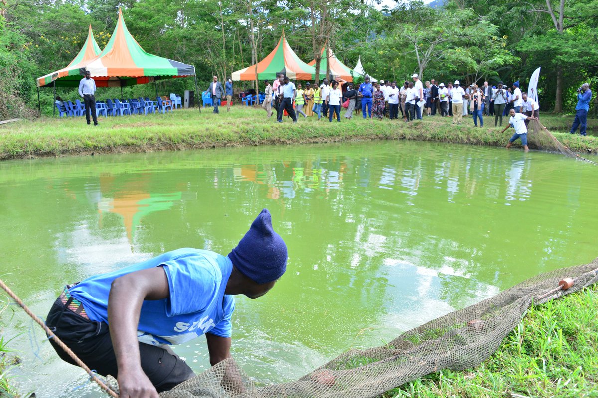 GovernorMwadime's tweet photo. Together with #IssaTimamy @EUAmbKenya & ambassadors from EU member states we were previleged to witness how youth are equipped with requisite knowledge & skills on aquaculture at the Tilapia Nursery in Dembwa funded by the EU @GermanyinKenya & @giz_gmbh #GlobalGateway #GoBlue https://t.co/5rhltwMj4n