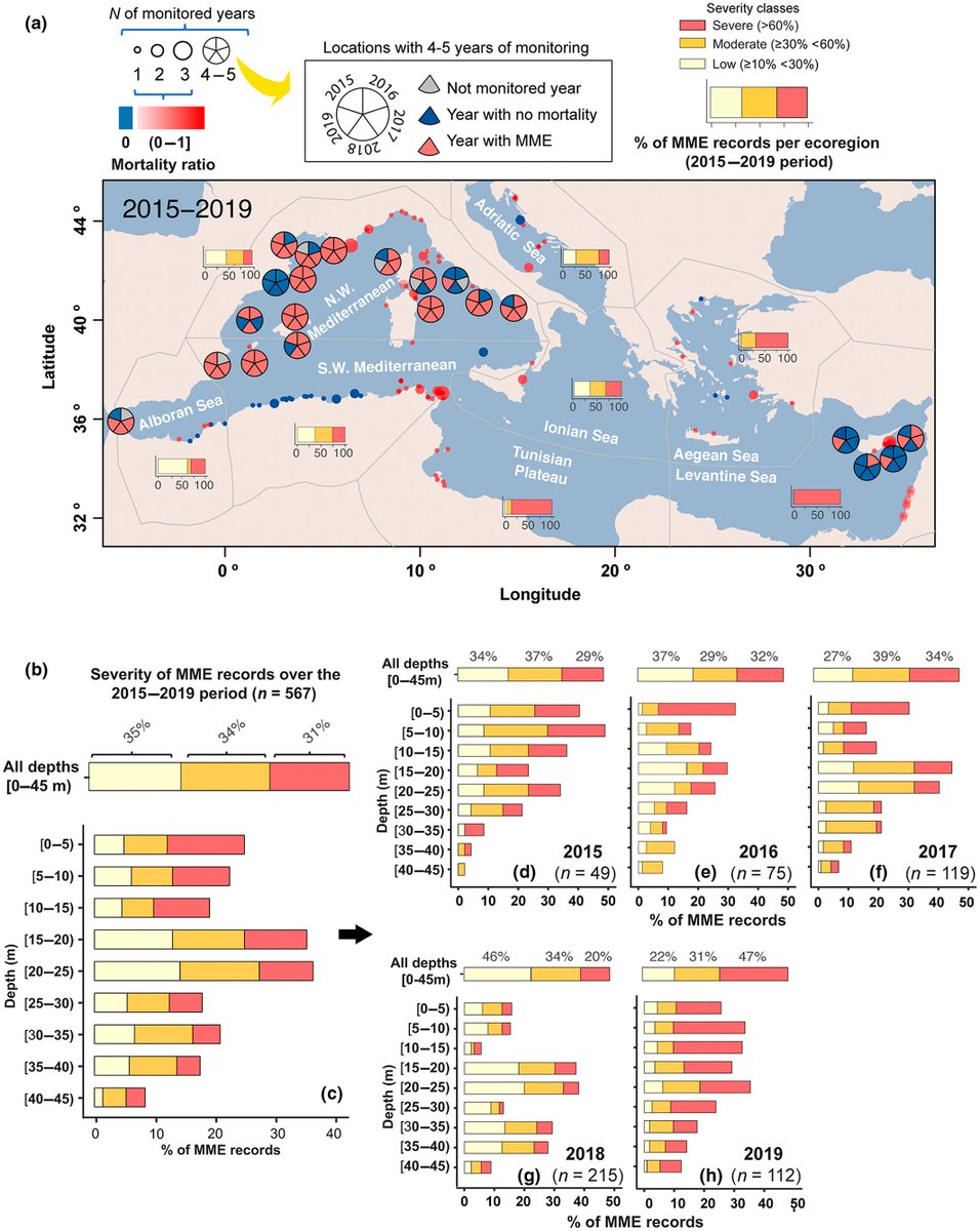 Great paper by @JGarrabou et al in @GlobalChangeBio showing 'relationships (...) bw the incidence of mass mortality events & the heat exposure associated w/ marine heatwaves (...)' for the Mediterranean Sea. doi.org/10.1111/gcb.16… 🧵 twitter.com/JGarrabou/stat… 🗞️#281-2022