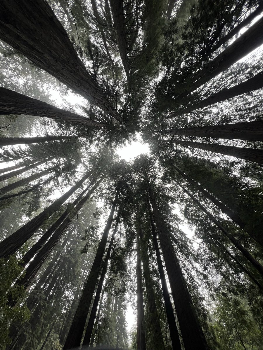 SunnySmarty's tweet photo. Muir Woods https://t.co/BVhqahvtqH
