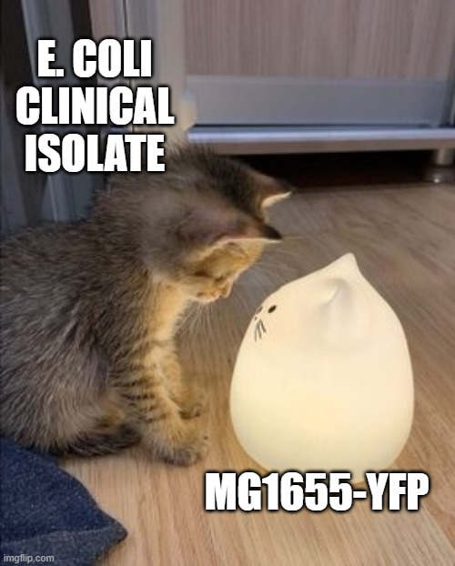 bröther what have they done to you