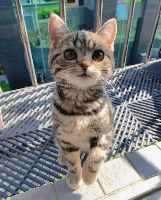 1 pet pls