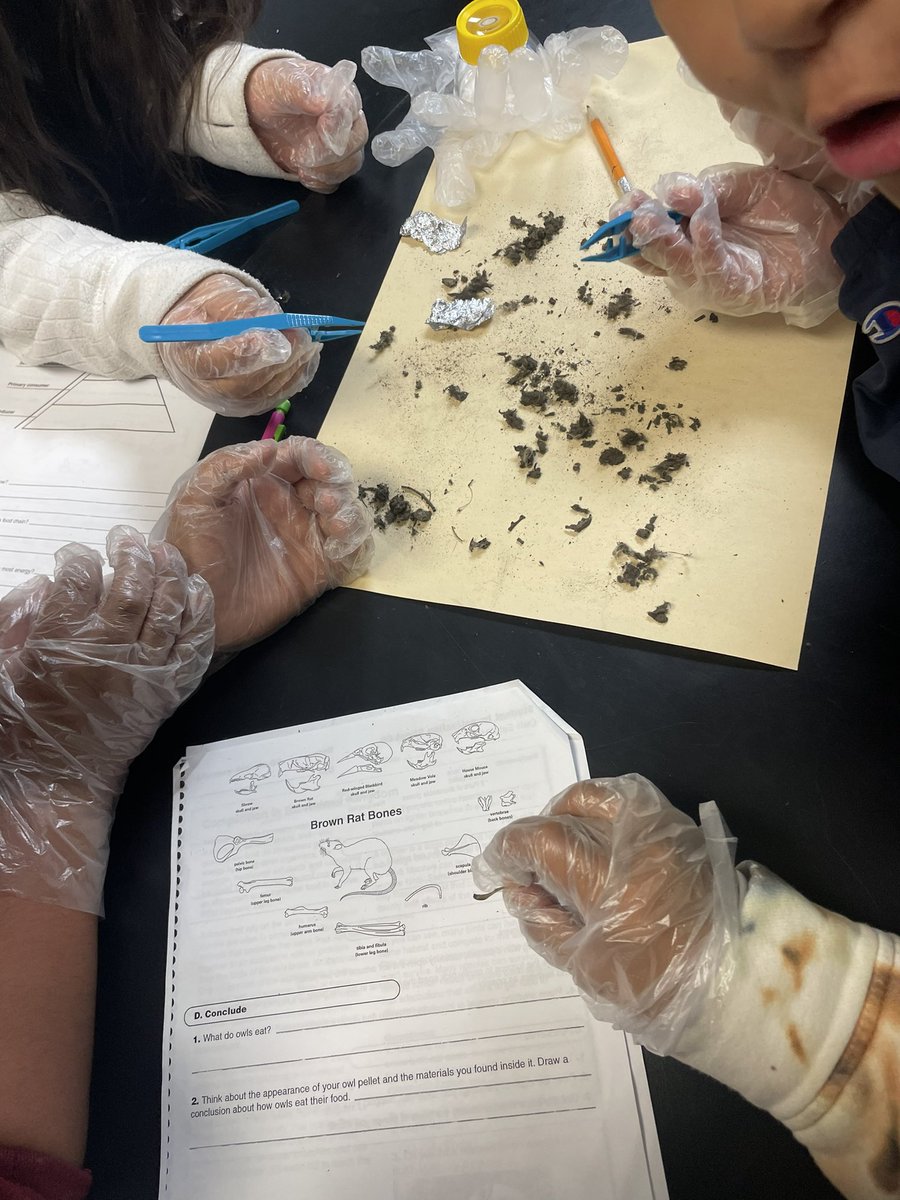Students dissect owl 🦉 pellets and search for bones. #foodchain #ecosystem <a href="/PughRamsHISD/">Pugh Elementary</a>