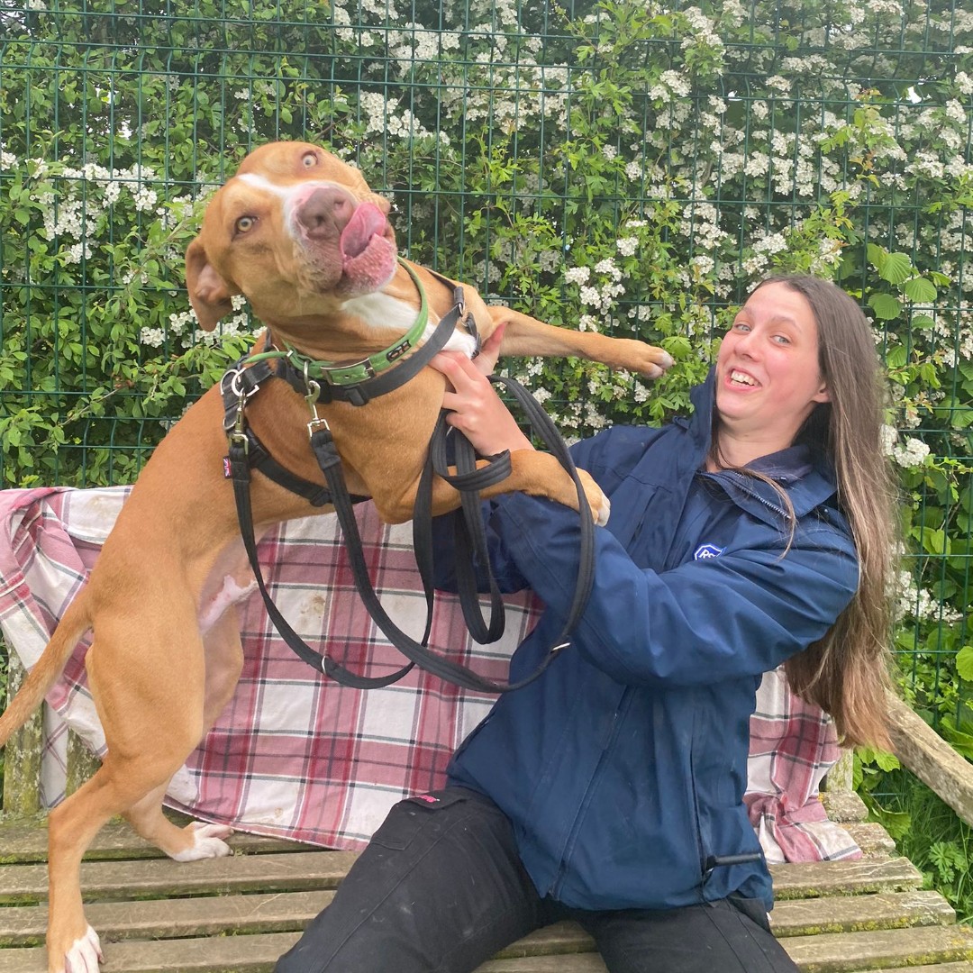 cotsdogscats's tweet photo. Taking a photo with our dog 🐶Expectation vs Reality
Zeus wanted one more kiss! 🤣 SHOW us your pet photo fails!
#photofail #pets #petslives #cotsdogscats #bullbreed #rescuedog #dogs #dogsoftwitter #rescuedogsoftwitter #rescuebestbreed #adoptdontshop #adoptable https://t.co/PbfgEQBw1v