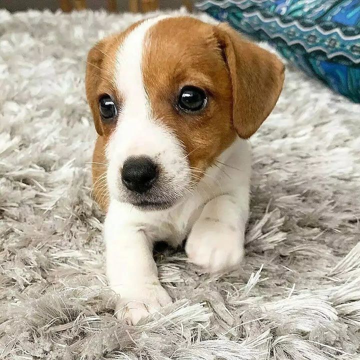 YEASINARAFAT338's tweet photo. Surprise! I couldn't resist getting you a special card for Mother’s Day. Whether you're a dog mom, a human mom, or a mom in any other form, your love and care make the world a better place. Your love knows no bounds, and you nurture, protect,  ❤️ #Corgi https://t.co/TetT5gyfXr