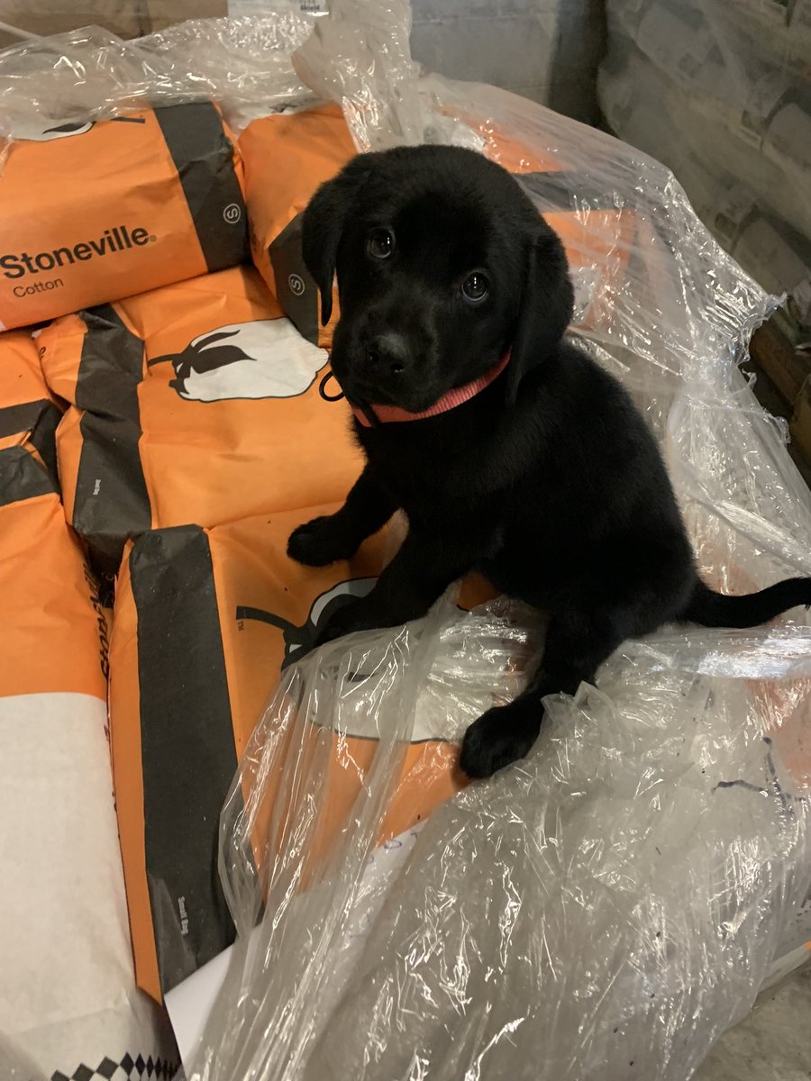 As a part of our marketing efforts to launch #Stoneville’s new #AxantFlex cotton, we’ve brought on a new team member. She gets a lot of attention.. just like our new new quad-stack cotton 😎 Should we name her Stoney? 🐶

agriculture.basf.us/crop-protectio…
