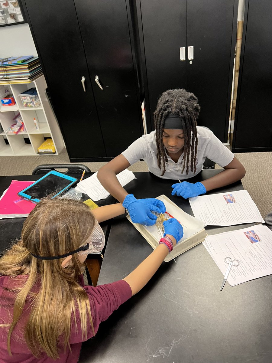 SCAJRHIGH's tweet photo. It’s that time of year again! 🐸🪱🥽🥼🔬 Our students love science with Ms Brown! 💯 https://t.co/AQD62RQLf0