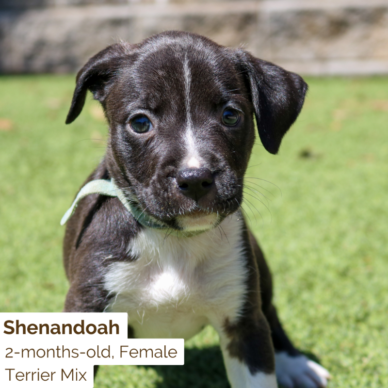 HSNEGA's tweet photo. Looking for a new adventure buddy? These National Park puppies were born to explore the great outdoors🐾🌲⛰️

Meet them tomorrow from 12-6pm!! https://t.co/vPg3eUR63r