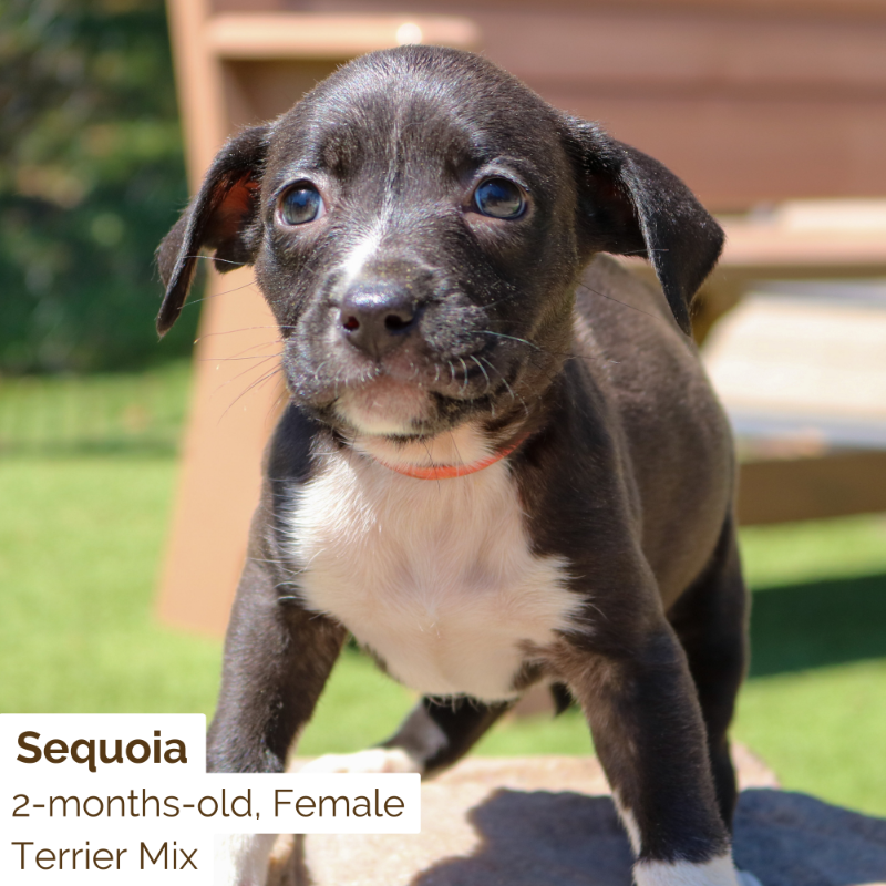 HSNEGA's tweet photo. Looking for a new adventure buddy? These National Park puppies were born to explore the great outdoors🐾🌲⛰️

Meet them tomorrow from 12-6pm!! https://t.co/vPg3eUR63r