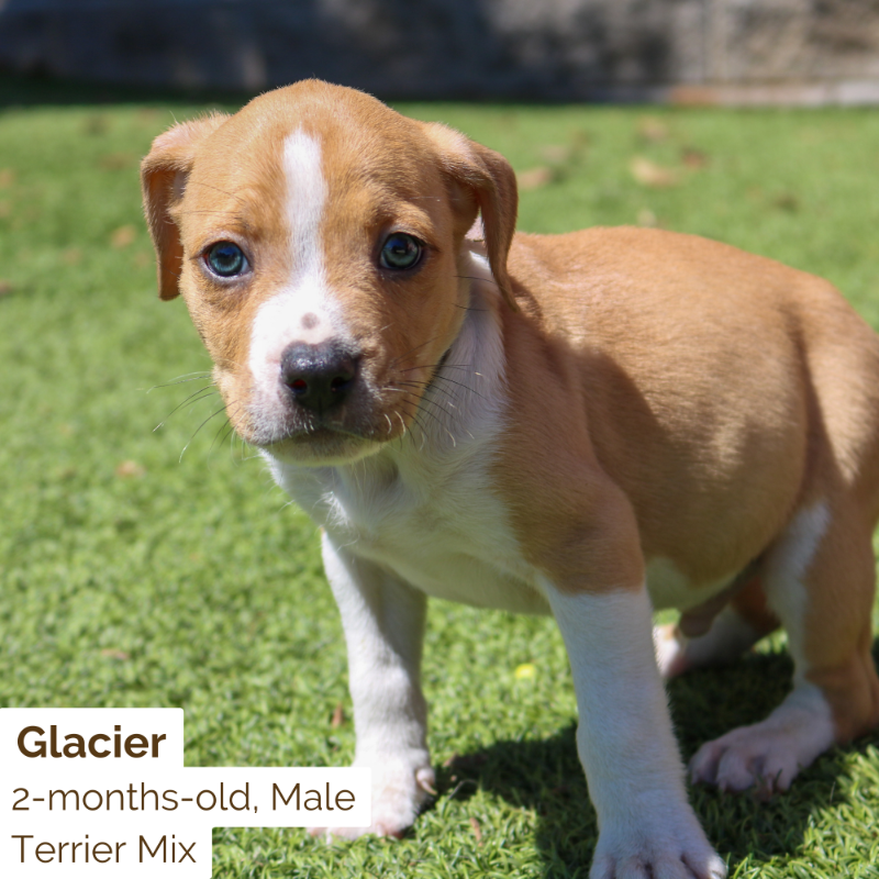HSNEGA's tweet photo. Looking for a new adventure buddy? These National Park puppies were born to explore the great outdoors🐾🌲⛰️

Meet them tomorrow from 12-6pm!! https://t.co/vPg3eUR63r