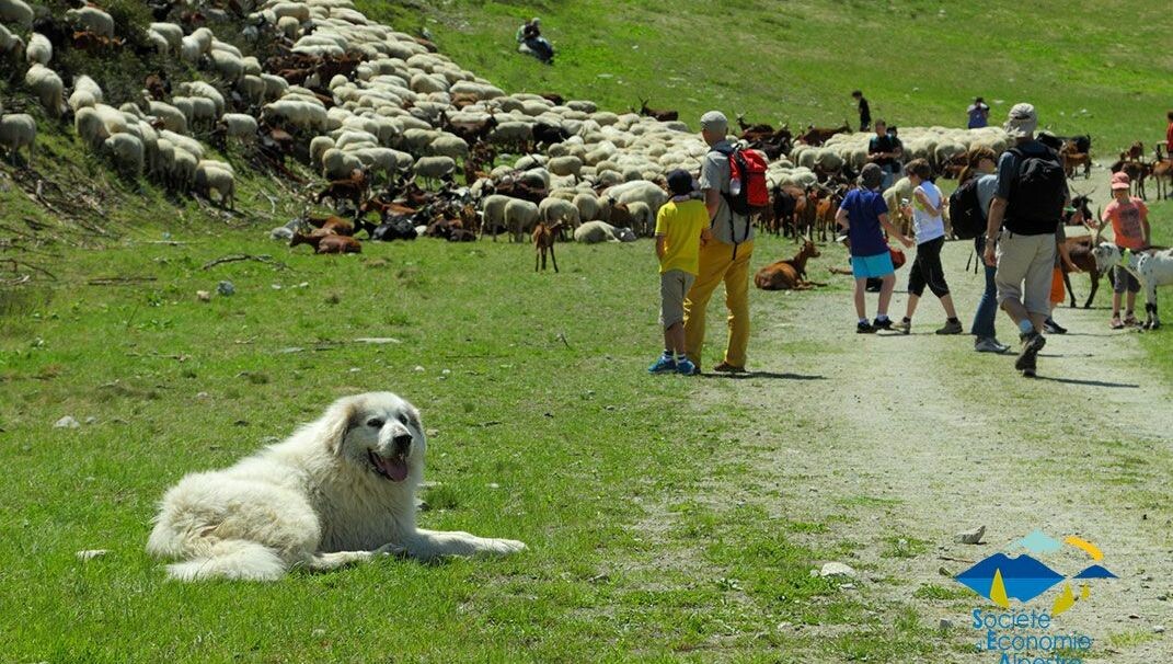 Bienvenue à la montagne ! Quand tourisme et pastoralisme doivent cohabiter
➡️ l.francebleu.fr/0g1u