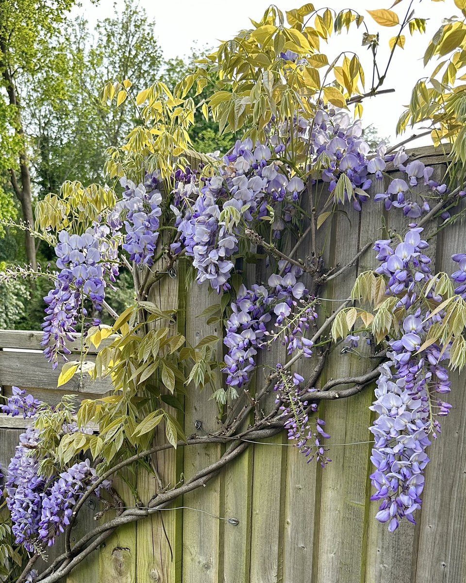 It’s taken two years but got my #Wisteriahysteria back 🥳💜Told Jack Frost to… 🤬🤣#Flowers #Gardening