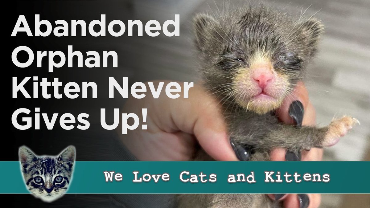 Cats and Kittens on Twitter: "From being found in a grim condition to