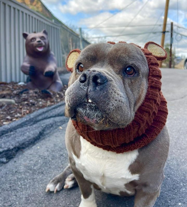 WeRateDogs tweet media