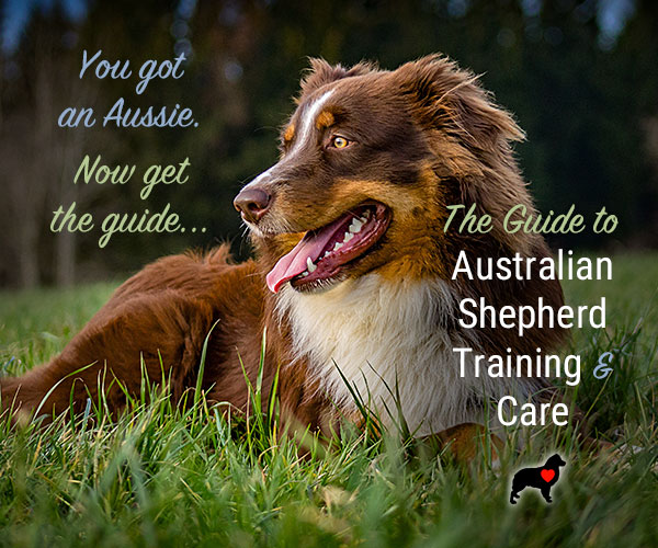 The GUIDE TO AUSSIE TRAINING AND CARE Ebook! 🐾💖🎓
This ebook is a must-have resource for Australian Shepherd owners...

Get Your Copy Here:
australian-shepherd-lovers.com/asl-ebook-fb

#australianshepherd #aussie #dogtraining #puppytraining #aussielovers