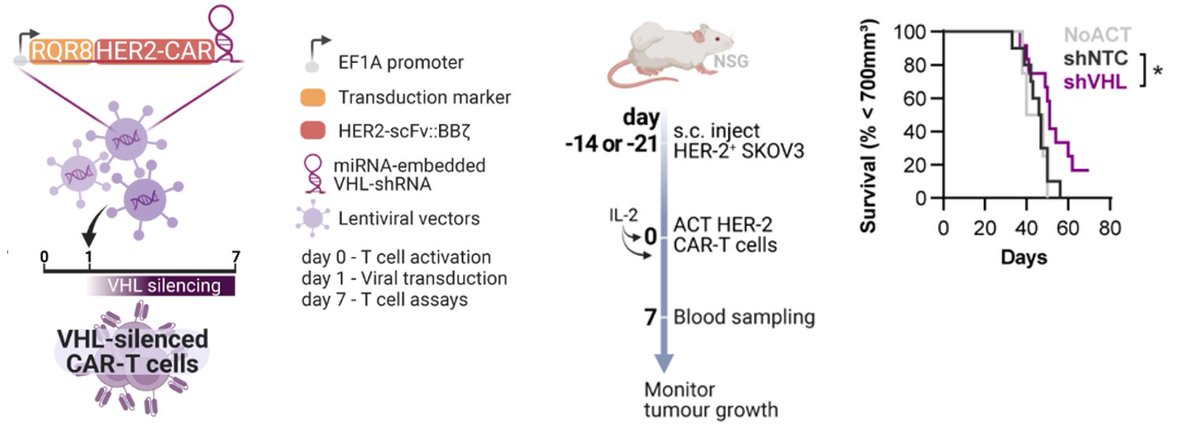 pedrocunha37's tweet photo. BONUS TRACKS: (2/2) To depict the role of HIF in our study, we designed a CAR vector with a domain to silence the negative HIF regulator VHL which showed promising in vivo results. shVHL-CAR T cells can clonally expand in vivo and fuel the functional benefits of hypoxic T cells. https://t.co/ME7ePvmtLn