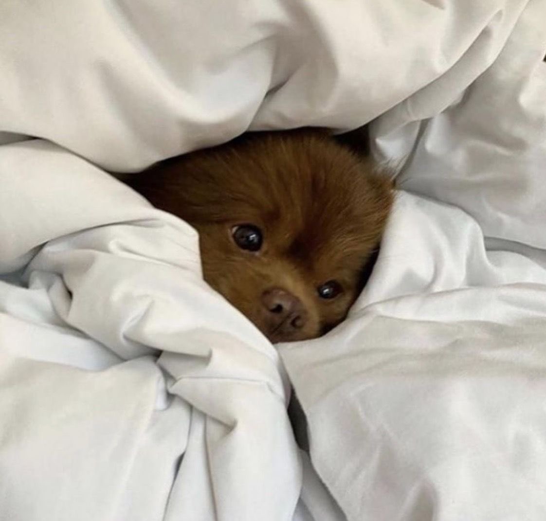 💖 (@twaniimals) on Twitter photo 