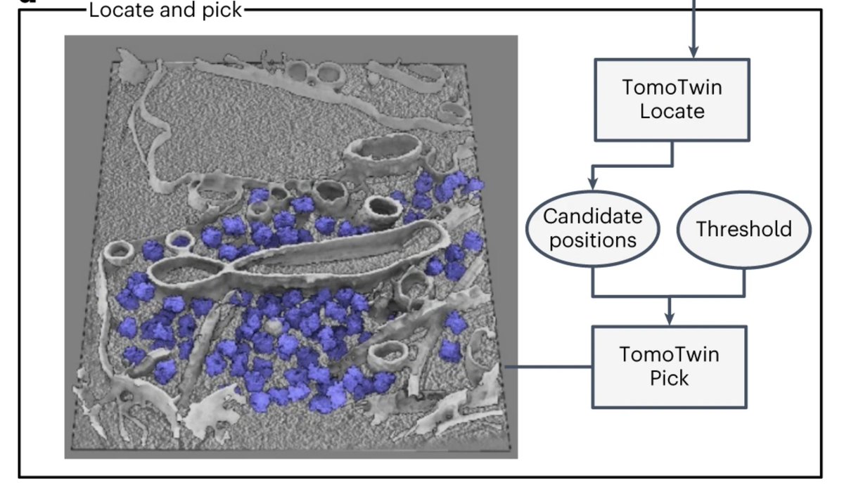 Nature Methods (@naturemethods) on Twitter photo TomoTwin is a generalizable deep metric learning-based particle picking method for cryo-electron tomograms. The method obviates the need for annotating training data and retraining a picking model for each protein. @gavinRice20 <a href="/pixelbaumarkt/">Thorsten Wagner</a> @intein
nature.com/articles/s4159… TomoTwin is a generalizable deep metric learning-based particle picking method for cryo-electron tomograms. The method obviates the need for annotating training data and retraining a picking model for each protein. @gavinRice20 <a href="/pixelbaumarkt/">Thorsten Wagner</a> @intein
nature.com/articles/s4159…
