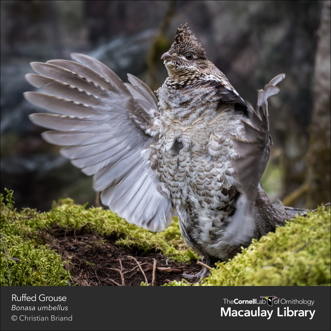 #GlobalBigDay birders have already broken TWO world records for a single day of #birding!
⭐ Most people birding
⭐ Most #eBird checklists 
It's not too late for your 5/13 bird sightings to count. Submit to eBird before Weds to be part of official results: ebird.org/globalbigday