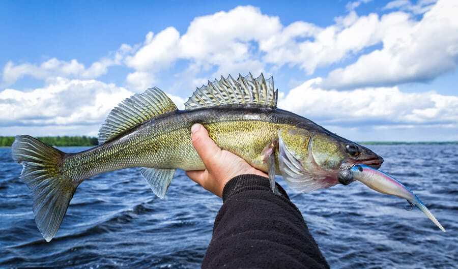 Best Times &amp; Seasons to Fish in Minnesota (Complete Guide)