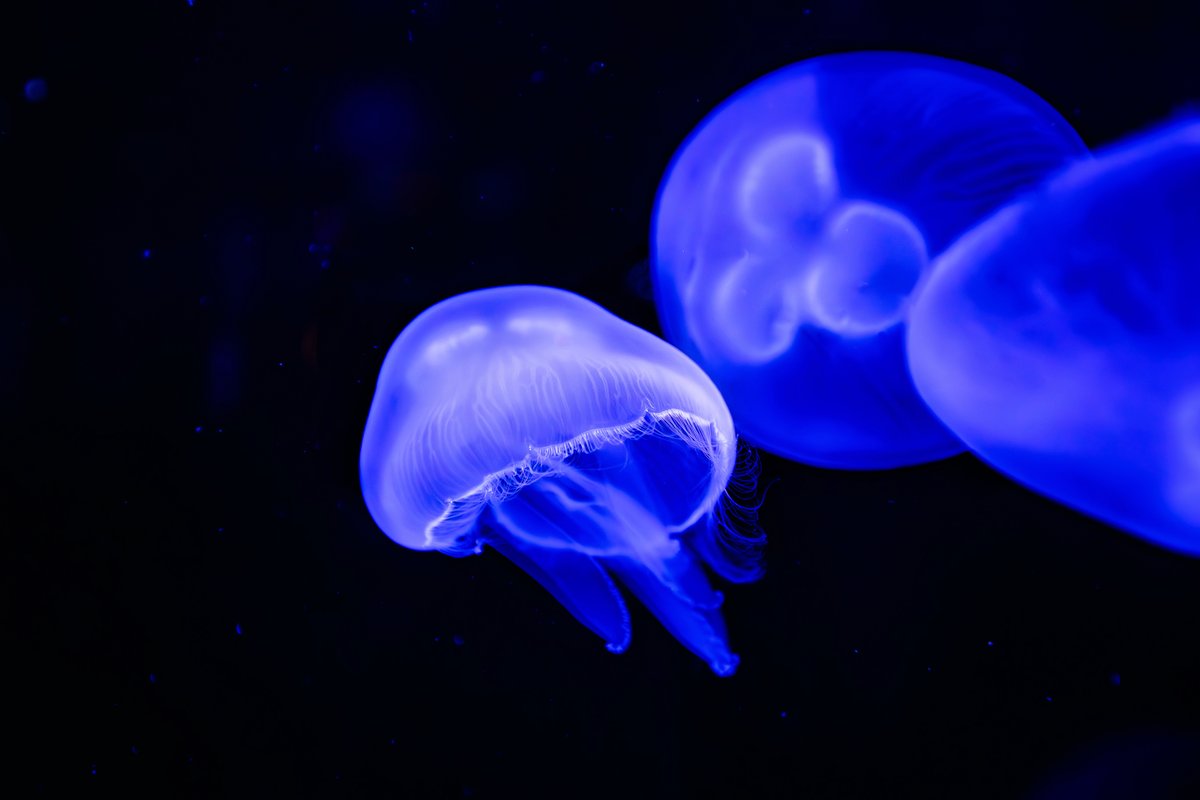 Mondays are for #MoonJellies 🪼