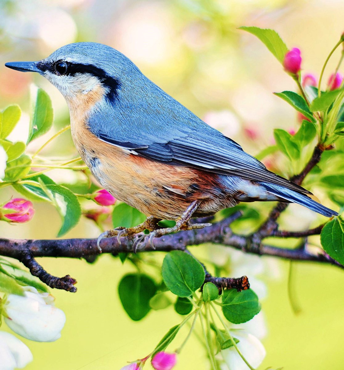 LoveSongs4Peace's tweet photo. Eurasian nuthatch or wood nuthatch (Sitta europaea) 
https://t.co/0ibkuOu4rg