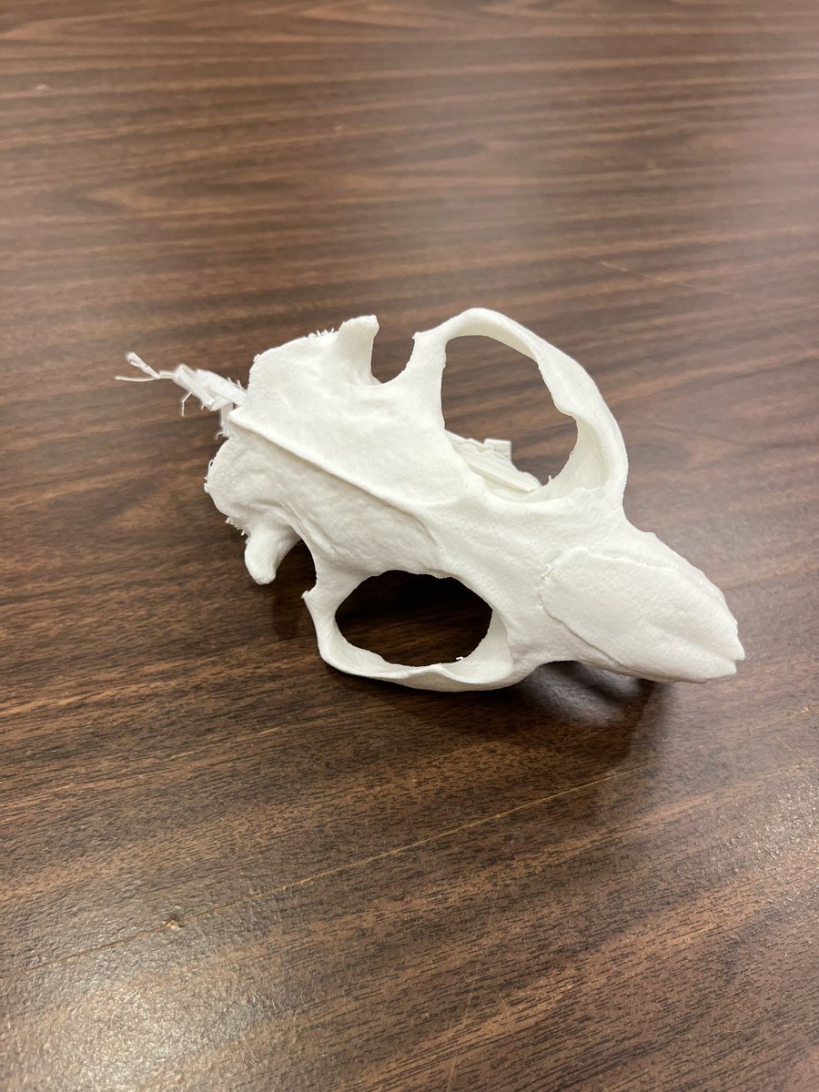 UCDSBDistanceED's tweet image. The digital world and the natural world are coming together in an amazing Real-World Learning project at @PakenhamSchool 

We worked w/ students to 3D scan &amp;amp; 3D print a replica beaver skull for use by visitors to a local Nature Reserve.  

@ucdsb_rwl #ucdsb @dremel @Revopoint3d