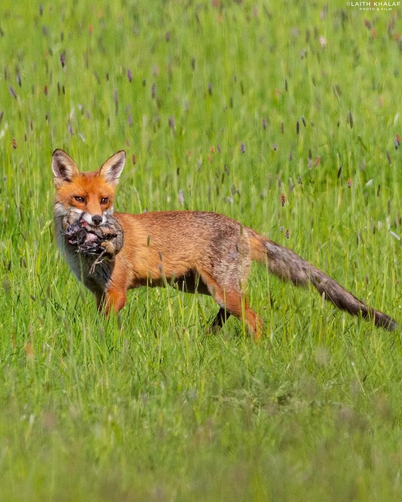 LKPhotoAndFilm's tweet photo. Fresh Food Delivery. 

A female red fox, known as a vixen, carries food home for her pups. 
I believe that's a red-legged partridge in her mouth. 
I heard some commotion from behind some hedges, then a brief spell of silence so I waited, then finally thi… https://t.co/diG3jwKyUz https://t.co/WhZqVfPMIS