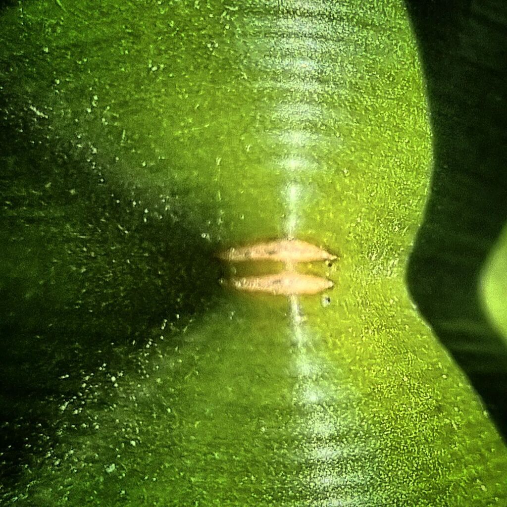 jland's tweet photo. #macro #smallworldlovers #macro_perfection #macro_freaks #macrophotography #macrocaptures #nature #perfection #igworldclub #bns_macro #macrophoto #macronature #naturephotography #naturelovers #naturelover #ig #outdoors #gardeninspiration #natureza #macro… https://t.co/4YpCYqNMwa https://t.co/caAvxUPVaQ