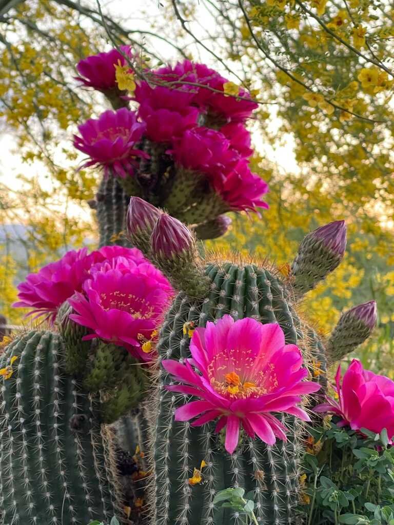 𓂂𓂃ᗙ 𝔐𝔞𝔯𝔱𝔦𝔫 ᗛ𓂃𓂂༻￮ on Twitter "Cactus in bloom in Wickenburg, AZ this